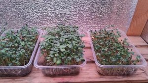 Выращивание микрозелени на хлорелле. Микрозелень. Хлорелла.