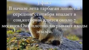 ,,Интересные факты о тарбагане"