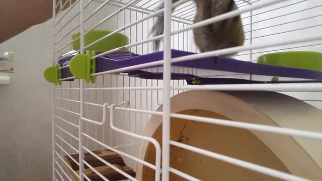 Утро без бурундука/ с бурундуком смотреть онлайн