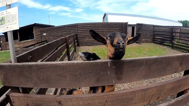 Ферма "Коза-Дереза". Красноярск смотреть онлайн