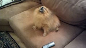 Померанский шпиц поет.3gp