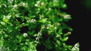 Когда впервые насекомые полетели (When Insects First Flew)