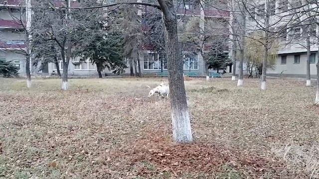 Лабрадор против Стаффорд. #собаки#собака #питбуль#лабрадор_лекс#лабрадор#стаффорд#лабрадори