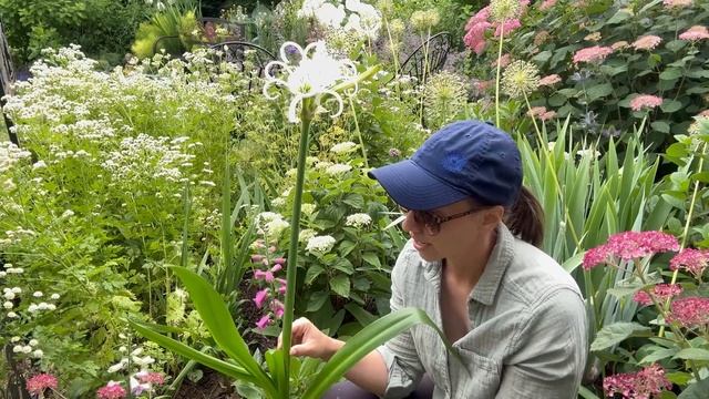 Peruvian Daffodil Growing Guide!!! How to Plant, Grow, and Store Hymenocallis Bulbs смотреть онлайн