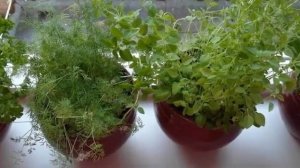 КАК ВЫРАСТИТЬ УКРОП ДОМА НА ПОДОКОННИКЕ