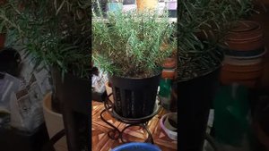 Зимовка Розмарина