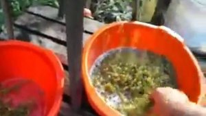 Дробилка для винограда