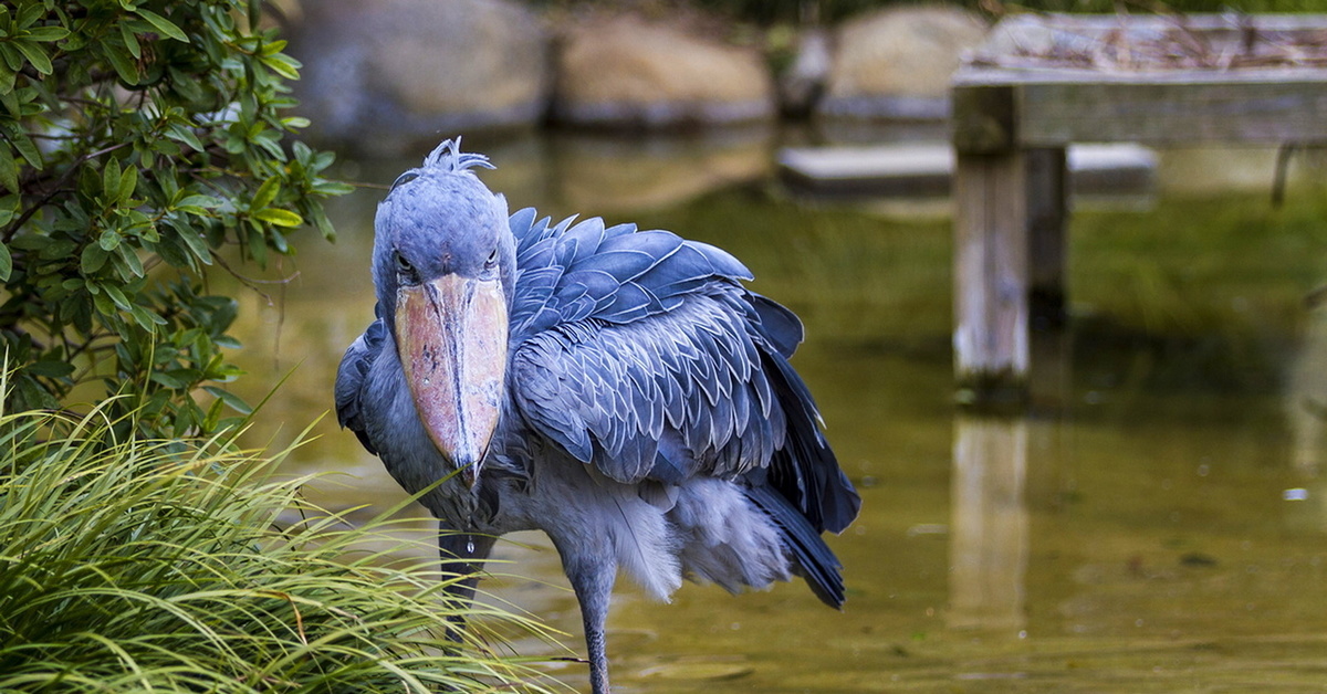 КИТОГЛАВ: Африканская королевская цапля или пеликан? Интересные факты про птиц и животных Африки