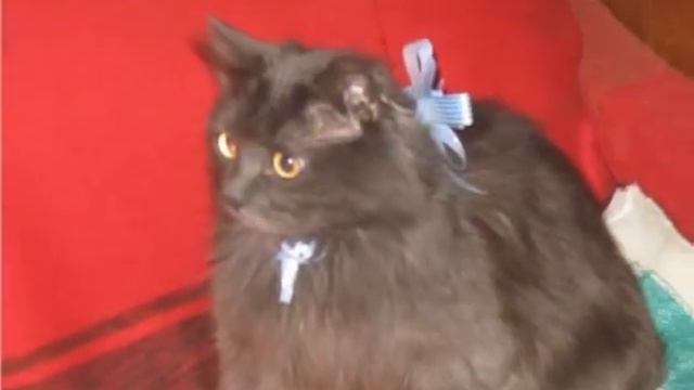 Разноцветный кошачий мир