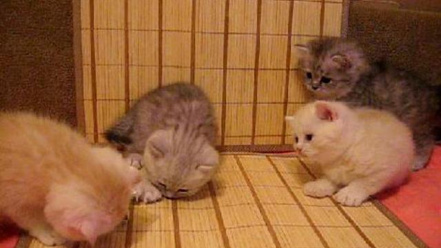 Британские котята, Вислоухие котята, Хайленды. Более 10 окрасов!