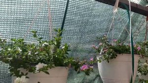 Цветы к 8 марта. Обзор ассортимента и цен.