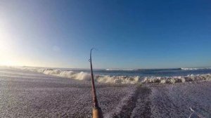 Red TAIL PERCH with my Steel Head Rod. 2'inch gulp Sandworm