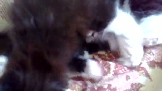 Котята
