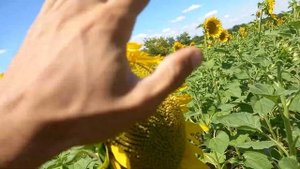 подсолнечник посеяный СЗ 3.6