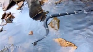 Змеи Приморского края: амурский полоз Russian Rat snake (Elaphe schrenckii)