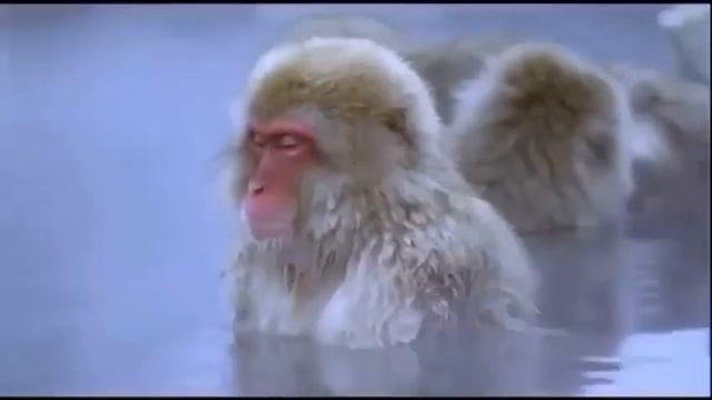 Трезвость обезьяны )