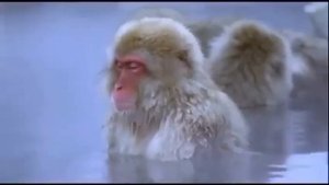 Трезвость обезьяны )