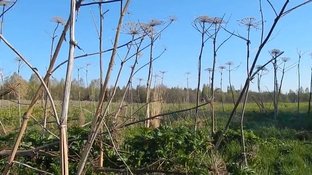Борщивик!!! Внимание! Очень Опасно!!! смотреть онлайн