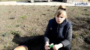 Сажаем лихнис халцедонский Как посадить лихнис посадка уход выращивание