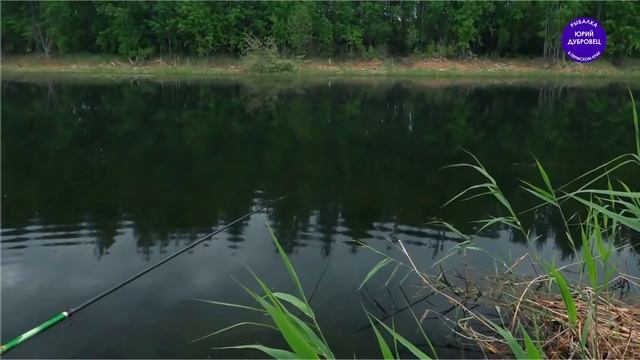 водный черт_белый храм_ротан на колбасу_ротан в масле смотреть онлайн