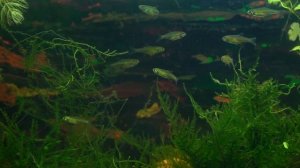 Rasbora kubotai - Расбора Куботай