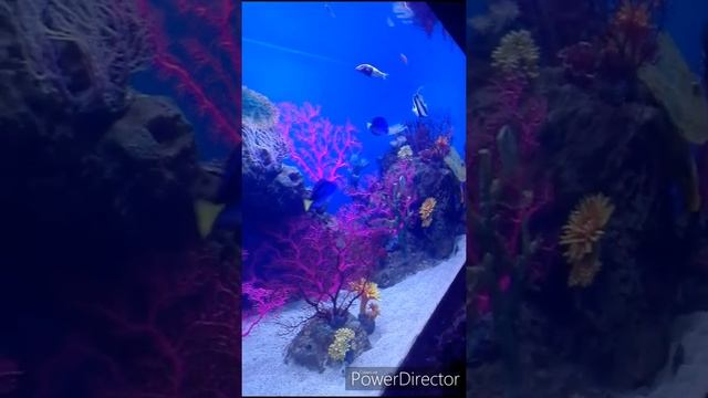 Cebu Ocean Park, Cebu Philippines (the largest ocean park in the Philippines)