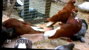 Николаевские голуби. Виктора Абакумова.