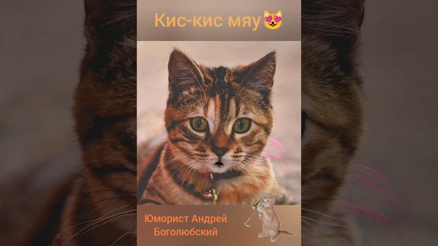 Кис-кис- мяу ? Поющий котик