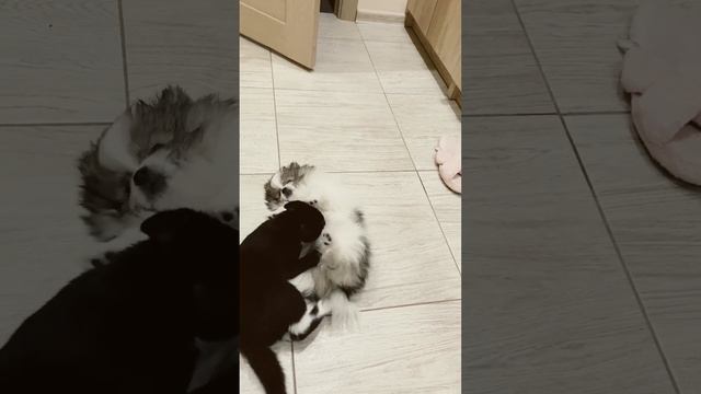 #shorts #воспитание #дрессировка #какнаучитьсобаку #petstory #dog #smile #бигль #друг #pets