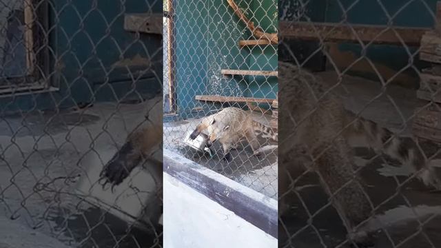 Казкова діброва