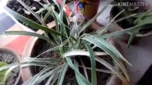 SPIDER PLANT IN HINDI || CARE GUIDE || BLOOMING BEE