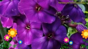 Флокс метельчатый Шапка Мономаха. Краткий обзор, описание характеристик, где купить саженцы