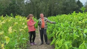 Осень, а мы не спешим убирать табачный лист. Отнял у жены парник. Наша жизнь в деревне