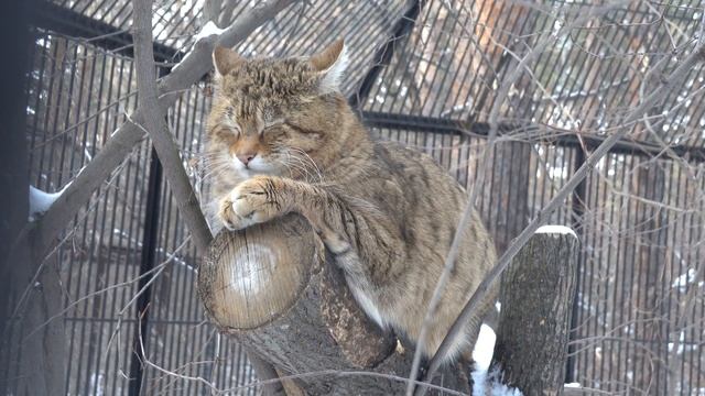 Европейский лесной кот. 10.03.2023 смотреть онлайн