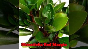 83 Rare Varieties of Peperomia Plant with Names | 83 Peperomia Species | Plant and Planting