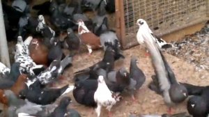 НИКОЛАЕВСКИЕ ГОЛУБИ БАБОЧКА /pigeons/ В ГОСТЯХ У ВОВЫ КЕРЧЕНСКОГО