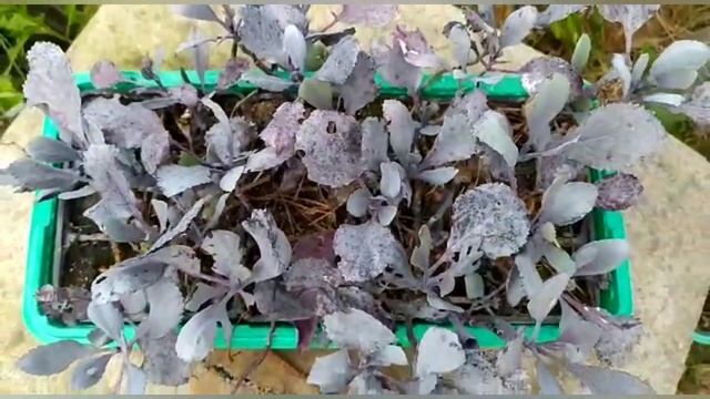 Капуста без полива и обработок | Рассада капусты легко и быстро | Как вырастить крепкую капусту