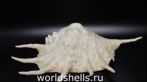 Раковина Ламбис Трунката, Обрубленный лямбис, Lambis truncata