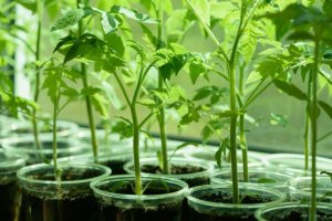 С ЭТОЙ ПОДКОРМКОЙ ВАША РАССАДА УКРЕПЛЯЕТСЯ ПРЯМО НА ГЛАЗАХ,БУДЕТ ЗДОРОВАЯ И ТОЛСТАЯ.