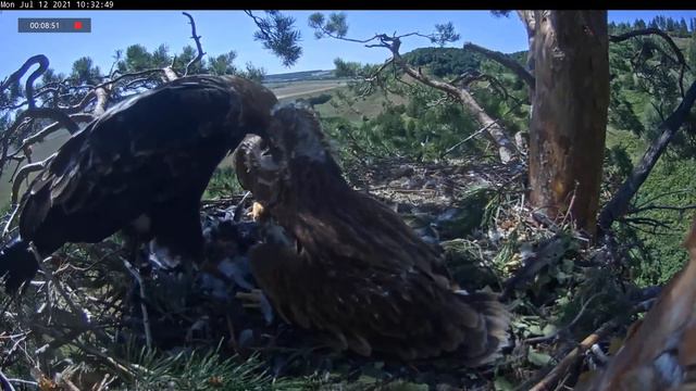 12.07.2021 13:25 Алтынай прыгает на левую ветку. Сразу же прилетает Алтын с птицей. смотреть онлайн
