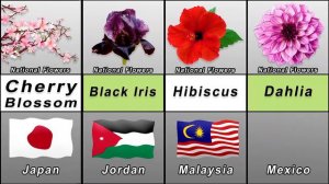 National Flower of the Countries | National flowers