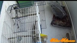 Пение Зеленушки и Щегла - Видео запись