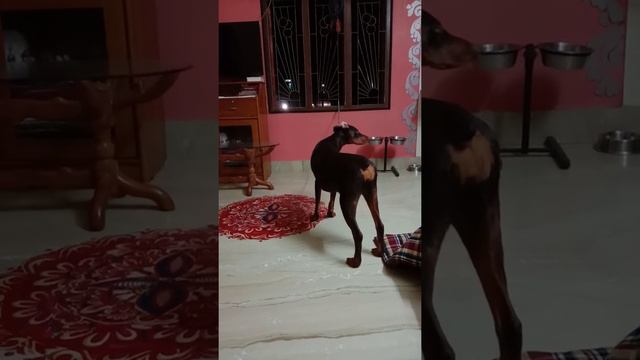 Doberman trying to open her chain смотреть онлайн