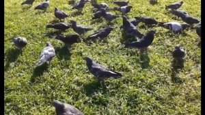 Pigeons in front of Castel Nuovo - Napoli - Italy