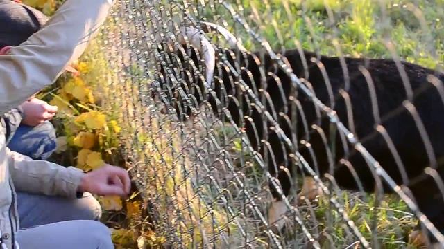 Брашек Дэнс! смотреть онлайн