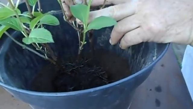 DSCN0883 Размножение гортензии. смотреть онлайн