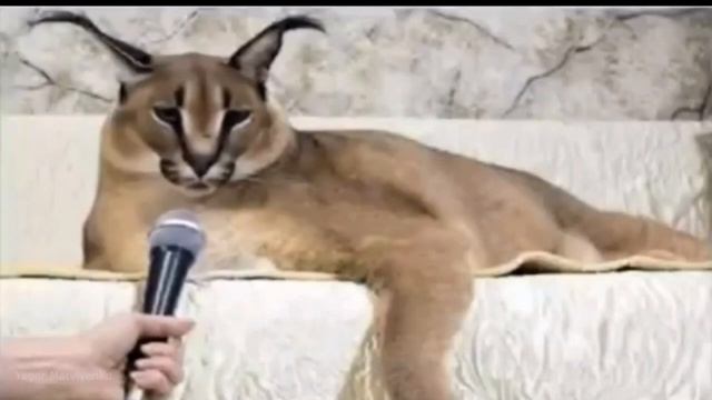 Шлёпа рассказал анекдот про Лёлика смотреть онлайн