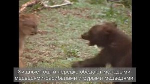 Кого боятся медведи?