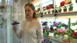 Разновидности фиалок. Выставка в доме фиалок! Сенполия.