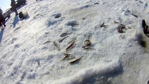 Зимняя Рыбалка на реке Маиха,Шкотовские меляки, Майха ловля наваги